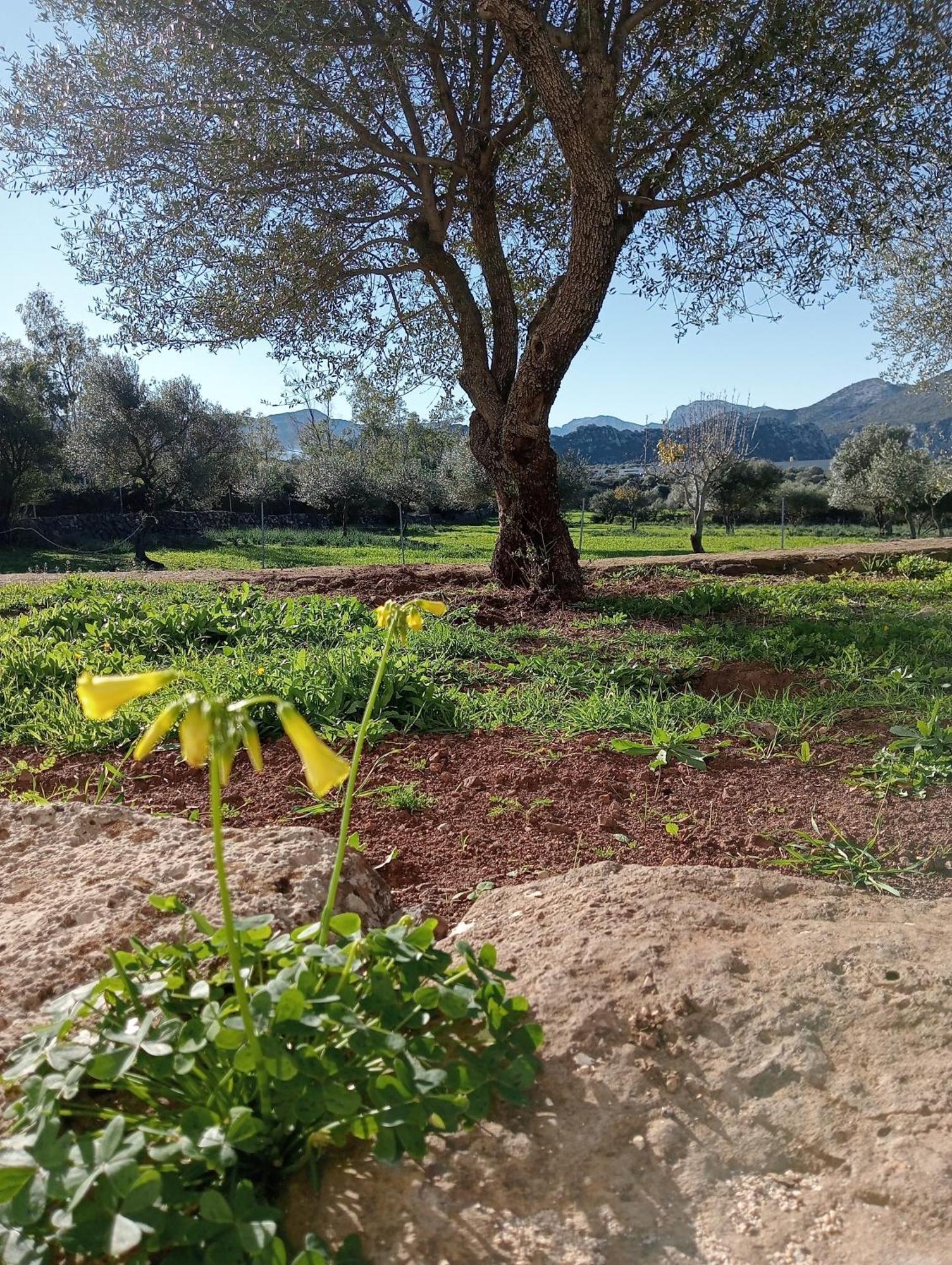 Agriturismo Sa Murta Dorgali Buitenkant foto